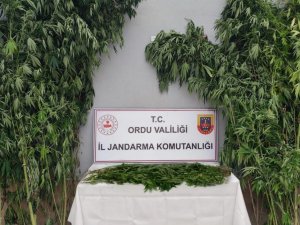 Ordu’da Uyuşturucu Operasyonunda Bir Kişi Tutuklandı