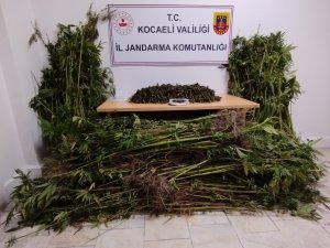 Kocaeli’de Jandarma Bin 280 Kök Kenevir İle 11 Kilo Uyuşturucu Ele Geçirdi