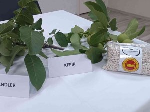 Çameli’nde Ceviz Ve Fasulye Fiyatları Belli Oldu