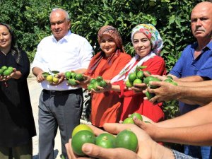 Limonun Başkentinde Hasat Zamanı