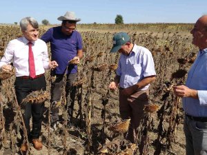 İ̇lk Hasat Sevinci