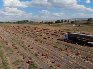Hasadı Yapılan Soğan Bu Yıl Üreticinin Yüzünü Güldürdü