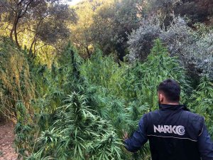 İ̇zmir’de Kenevir Tarlasına Baskın: 253 Kök Ele Geçirildi