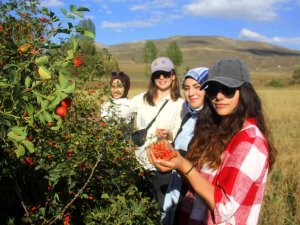 Daldan Kavanoza Kuşburnunun Hikayesi