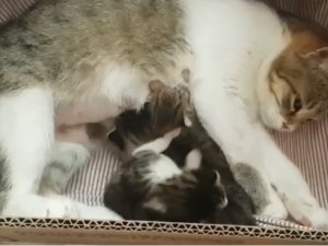 Hayvan Sahiplerinin Çabalarıyla Yavru Kediler Annelerine Kavuştu