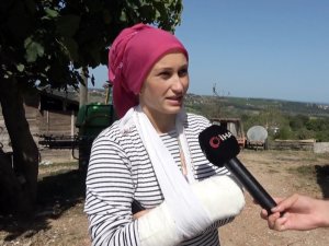 Sinop’ta Başıboş Köpek Dehşeti: 4 Koyun Telef Oldu