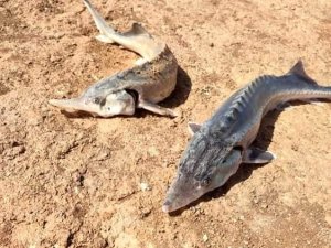 Oltaya Takılan Sibirya Mersin Balığı Büyüklüğü İle Şaşırttı