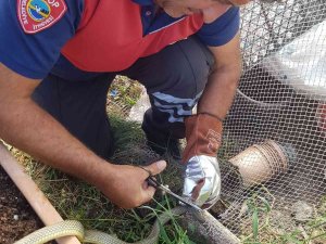 Sinop’ta Ağa Takılan Yılan Kurtarıldı