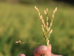 Edirne’de Beyaz Altın Çeltik Hasadı Başladı