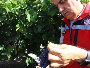 Tarım Ve Orman Bakanı Kirişci 12. Uluslararası Kalecik Karası Üzüm Festivali’ne Katıldı