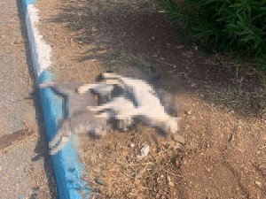 Hatay’ın Arsuz İlçesinde Sokak Kedileri Zehirlendi