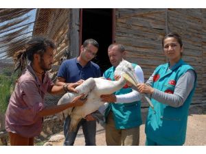 Denizli’de Bulunan Yaralı Pelikan Burdur’da Tedavi Altına Alındı