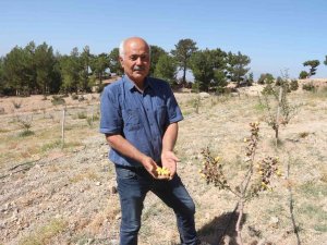 Alıç Bahçesini Traktörle Sürüp Tahrip Ettiler