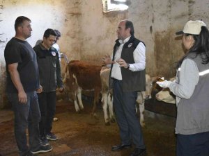 Bayburt’ta Şap Aşısı Yapılmaya Başlandı