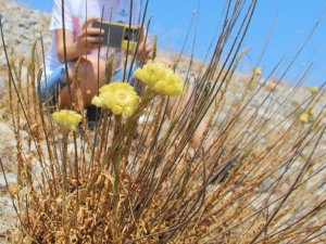 Dünyada Sadece 11 Adet Kaldı