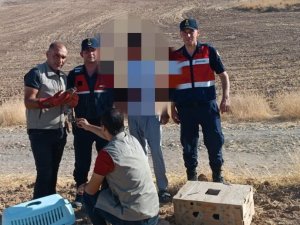 Atmaca Yöntemiyle Güvercin Yakalayan Şahıslar Ekiplerden Kaçamadı