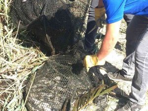 Menderes Nehri’nde Sahipsiz Ağlar İmha Edildi