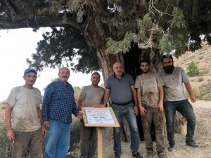 Bin 200 Km Yol Alıp 6 Asırlık Ardıç’ın Bakım Ve Temizliğini Yaptılar