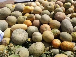 Gercüş’te Kavun Hasadı Bereketli Geçiyor