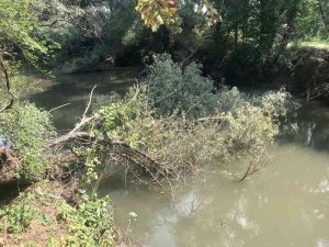 Şiddetli Rüzgarın Etkisiyle Ağaç Porsuk’a Devrildi