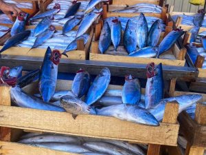 Büyük Kayıklar Zonguldak’a Akın Etti, Denizden Palamut Fışkırdı