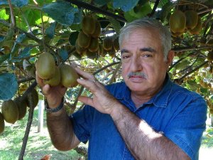 Ordu’da Kivi Üretimi Yaygınlaşıyor