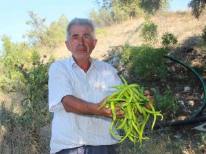 Sivri Ve Kıl Biber Üreticisi Bu Sene Fiyatlardan Memnun