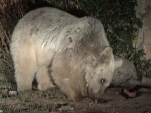 Aç Kalan Ayılar Mezbahaneyi Mesken Tuttu
