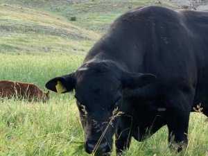 45 Bin Tl’lik Angus Cinsi Danası Çalınan Besici Yardım Bekliyor
