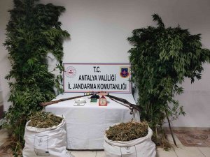 Kumluca’da 10 Kilo Kubar Esrar Ve 232 Kök Hint Keneviri Ele Geçirildi
