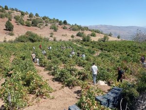Konya’da Bağ Bozumu Şenliği