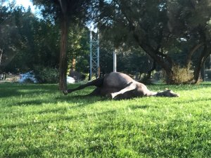 Ölen Atın Leşini Parkta Bıraktılar