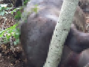 Kayıp Mandalarını Ormanda Silahla Vurulmuş Halde Buldu