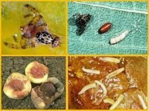 Muğla’da Akdeniz Meyve Sineği Mücadelesi Başladı