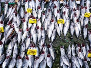 İ̇stanbul’da Tezgahlarda Palamut Bolluğu