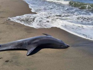 Sakarya’da Ölü Yunus Balığı Kıyıya Vurdu