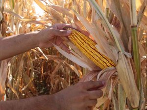 Batmanlı Çiftçiler Dikkat: Anız Yakanlar 5 Yıl Tarımsal Destek Alamayacak