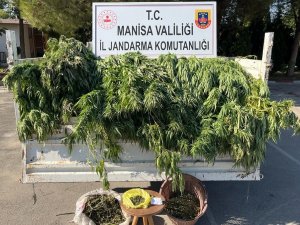 Turgutlu’da Meyve Ağaçlarının Arasında Kenevir Yakalandı