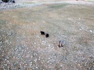 Anne Ve Yavru Ayıların Munzurlarda Kameraya Yansıyan Neşeli Anları Belgeselleri Aratmadı