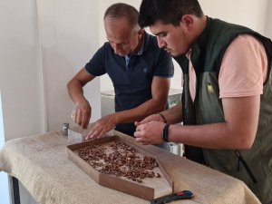 Tmo Zonguldak’ta 427 Ton Fındık Aldı