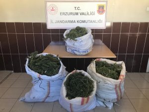 Jandarmadan Uyuşturucu Operasyonu
