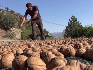’Kabuğuna Sığmayan Lezzetin Hasadı Başladı