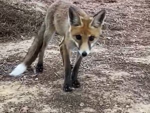 Yalova’da Aç Tilkiyi Elleriyle Beslediler