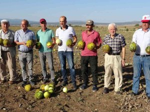 Kütahya’nın Meşhur ’Terziler Kavunu’ Tezgahlardaki Yerini Aldı