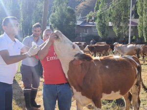 Yoncadan Şişen 60 Büyükbaş Hayvan Kurtarıldı