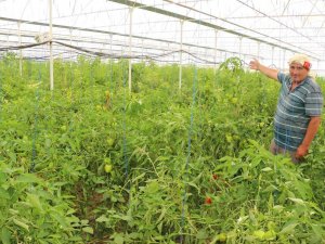 Üzümün Başkentinde Biber Hasadı Başladı