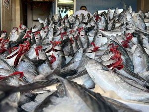 Özsandıkçı: "Palamut Bu Yıl Kasapları Ve Tavukçuları Üzecek"