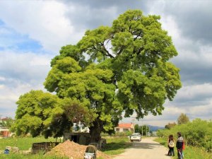 208 Yaşındaki Ağaç İçin Seferber Oldular