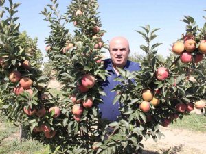Karaman’da Dalları Elma Bastı