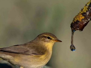 Söğütbülbülü Böyle Görüntülendi